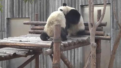 爆料熊猫事件视频大全最新,视频大全背后的惊人真相  第3张
